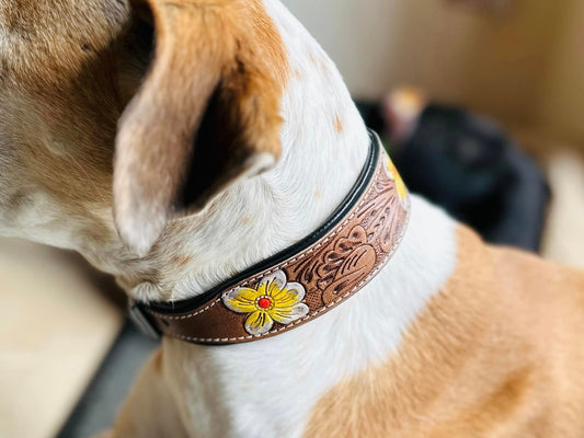 Leather Dog Collar Padded - JayKayBoutiqueOnline